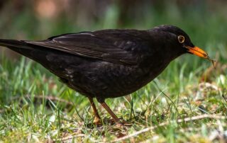 Amsel