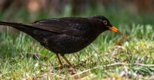 Amsel