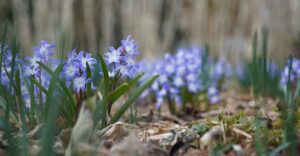 "Natur im Garten" in Hirschstetten (Bild: ©Leopold Mayrhofer/Natur im Garten)