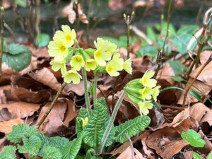 Hohe Schlüsselblume