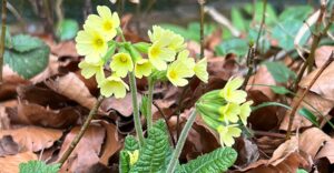 Hohe Schlüsselblume