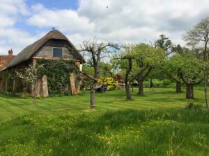 Rasen und Blumenwiese