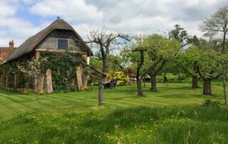 Rasen und Blumenwiese