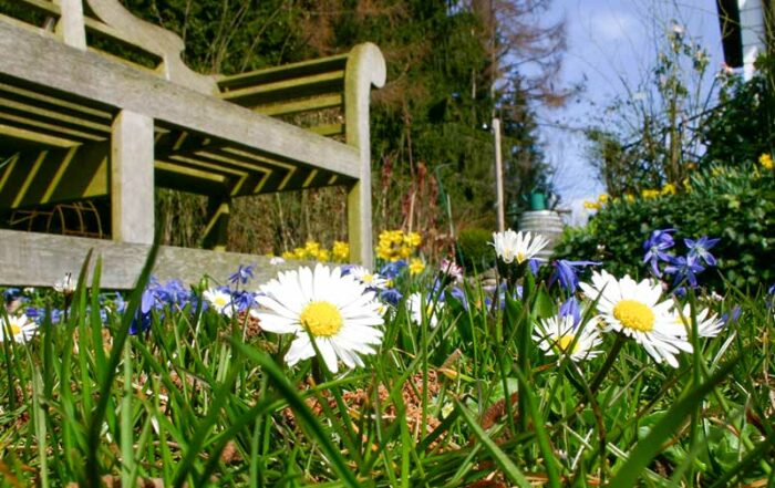Rasen mit Gänseblümchen