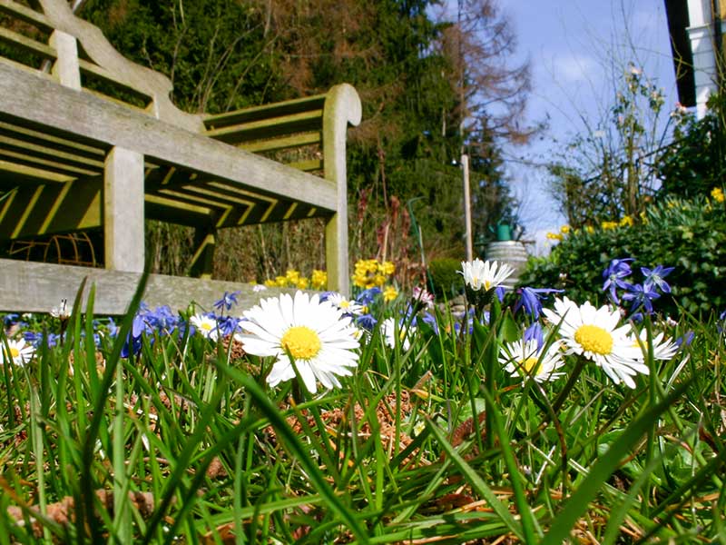 Rasen mit Gänseblümchen