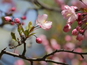 Kirschblüte