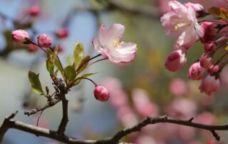 Kirschblüte