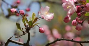 Kirschblüte