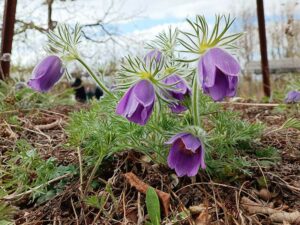 Natur im Garten (©Leopold Mayrhofer/Natur im Garten)