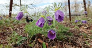 Natur im Garten (©Leopold Mayrhofer/Natur im Garten)
