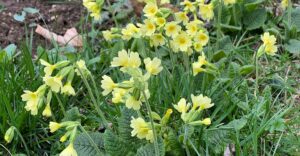 Schlüsselblumen