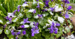 Veilchen im Schnee