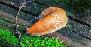 Nacktschnecke