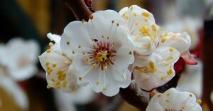 Marillenblüte