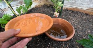 Ollas - zum Bewässern der Tomaten
