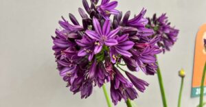 Schmucklilie 'Black Jack'