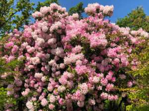 Rhododendron
