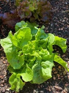 Salat