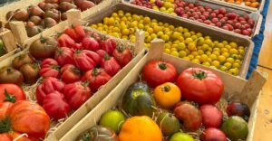 Tomatenvielfalt