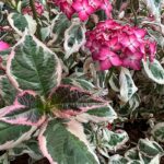 Hortensie mit buntem Laub