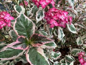 Hortensie mit buntem Laub
