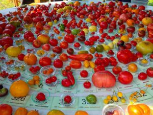 Tomatenvielfalt