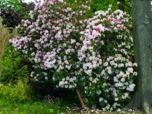 Haushoher Rhodendron in England