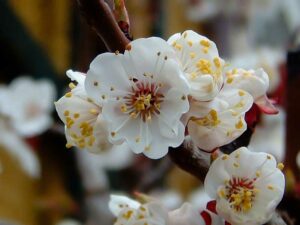Marillenblüte