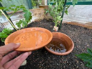 Ollas - zum Bewässern der Tomaten