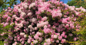 Rhododendron