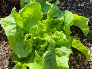 Salat