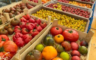 Tomatenvielfalt