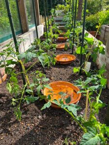 Tomatenbeet mit Ollas