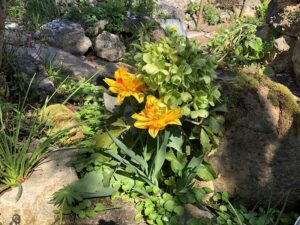 Natur im Garten (Bild: ORF/Talk TV/Lena Weithofer)