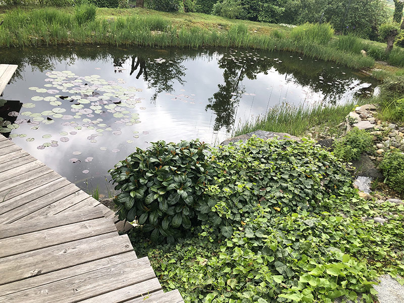 Natur im Garten (Bild: ORF/Talk-TV/Lena Weithofer)