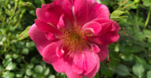 Bienenweide-Rose
