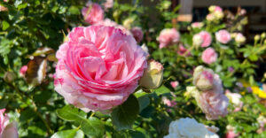 Rosen mit gefüllte Blüten