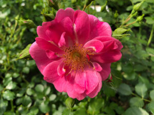 Bienenweide-Rose