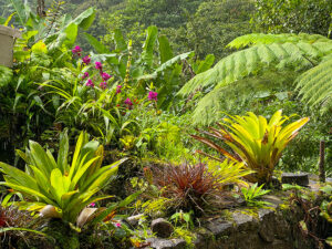 Gartenreise Dominica - Die Naturinsel in der Karibik