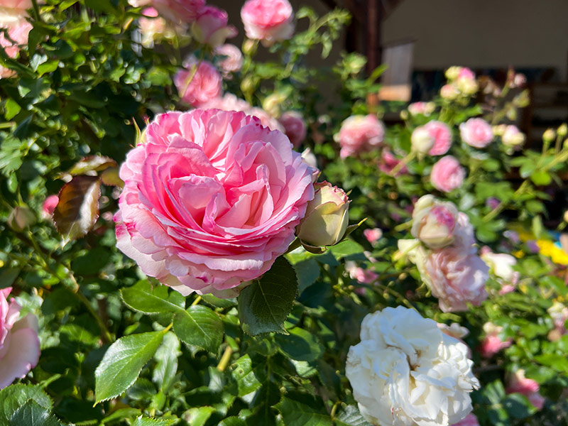 Rosen mit gefüllte Blüten