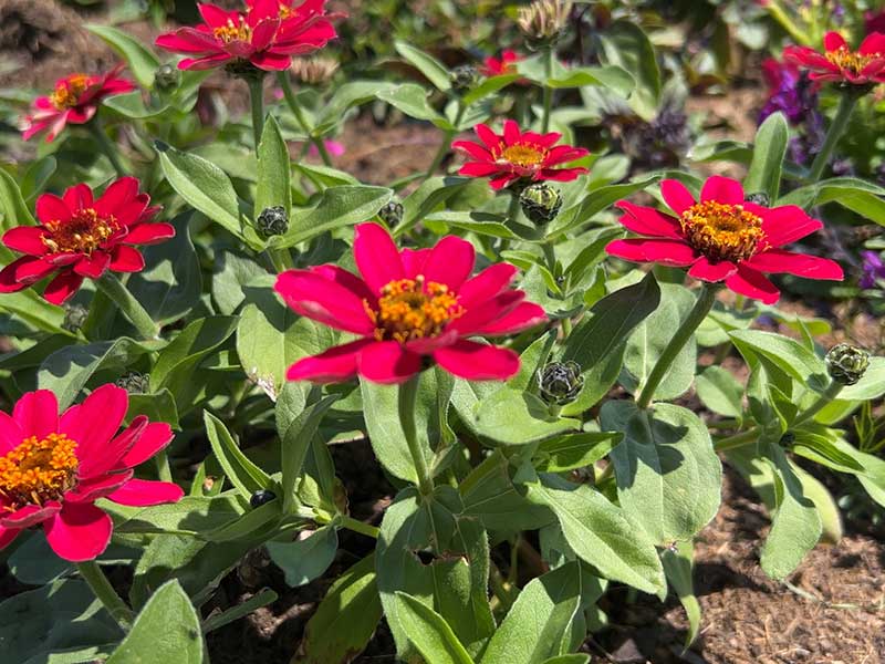 Neue Zinnien bilden große Polster