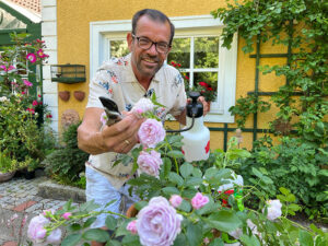 Plo bei der Rosenpflege
