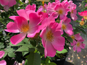 Rose Complicata