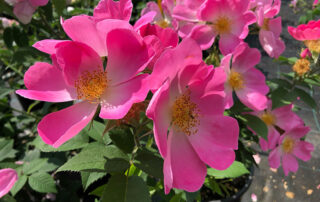 Rose Complicata