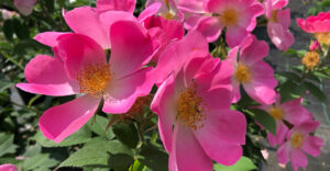 Rose Complicata
