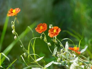 Natur im Garten (Bild: Leopold Mayrhofer/Natur im Garten)