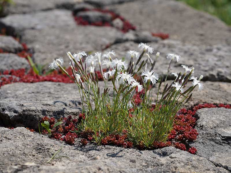 Natur im Garten (Bild: Leopold Mayrhofer/Natur im Garten)