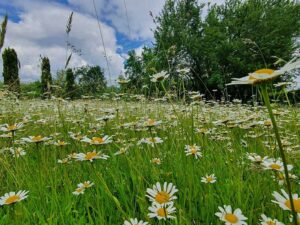 Natur im Garten (Bild: ORFTalk/TV/Lena Weithofer)