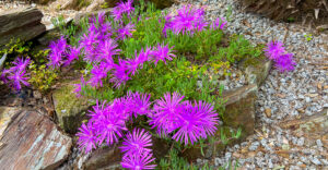 Mittagsblumen