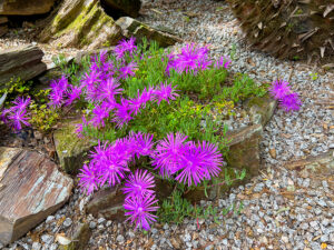 Mittagsblumen